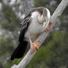 Anhinga novaehollandiae at Fyshwick, ACT - 5 Apr 2019