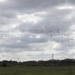 Threskiornis spinicollis (Straw-necked Ibis) at Fyshwick, ACT - 5 Apr 2019 by RodDeb