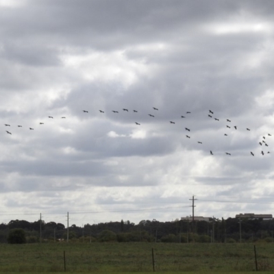 Threskiornis spinicollis (Straw-necked Ibis) at Jerrabomberra Wetlands - 5 Apr 2019 by RodDeb