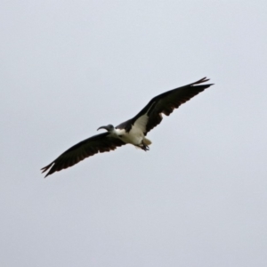 Threskiornis spinicollis at Fyshwick, ACT - 5 Apr 2019 01:49 PM