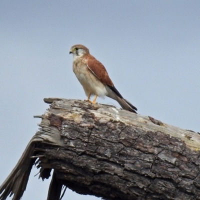 Falco cenchroides (Nankeen Kestrel) at Jerrabomberra Wetlands - 5 Apr 2019 by RodDeb