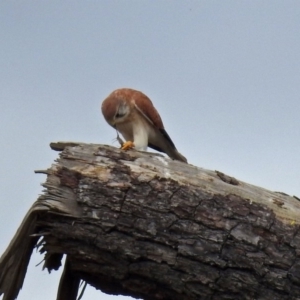 Falco cenchroides at Fyshwick, ACT - 5 Apr 2019