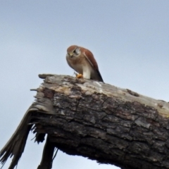 Falco cenchroides at Fyshwick, ACT - 5 Apr 2019