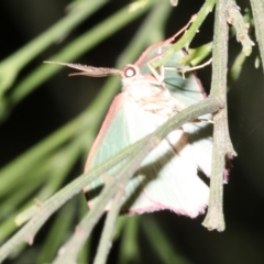 Chlorocoma (genus) (Emerald moth) at Mount Ainslie - 5 Apr 2019 by jbromilow50