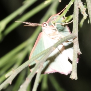 Chlorocoma (genus) at Ainslie, ACT - 5 Apr 2019