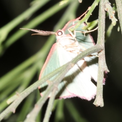 Chlorocoma (genus) (Emerald moth) at Mount Ainslie - 5 Apr 2019 by jbromilow50