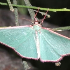 Chlorocoma (genus) at Ainslie, ACT - 5 Apr 2019