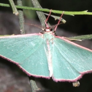 Chlorocoma (genus) at Ainslie, ACT - 5 Apr 2019