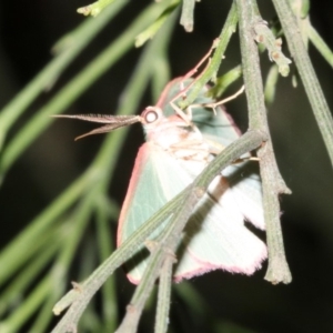 Chlorocoma (genus) at Ainslie, ACT - 5 Apr 2019