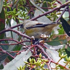 Pardalotus striatus at Fyshwick, ACT - 5 Apr 2019