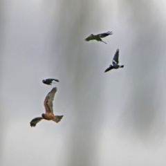 Hieraaetus morphnoides (Little Eagle) at Fyshwick, ACT - 5 Apr 2019 by RodDeb