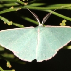 Chlorocoma (genus) (Emerald moth) at Mount Ainslie - 5 Apr 2019 by jb2602