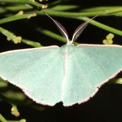 Chlorocoma (genus) (Emerald moth) at Mount Ainslie - 5 Apr 2019 by jbromilow50