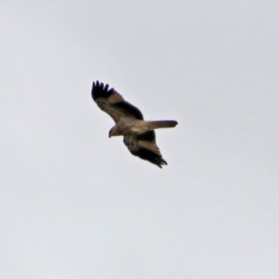 Haliastur sphenurus (Whistling Kite) at Fyshwick, ACT - 5 Apr 2019 by RodDeb