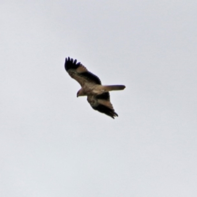 Haliastur sphenurus (Whistling Kite) at Jerrabomberra Wetlands - 5 Apr 2019 by RodDeb