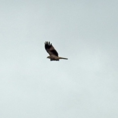 Haliastur sphenurus at Fyshwick, ACT - 5 Apr 2019