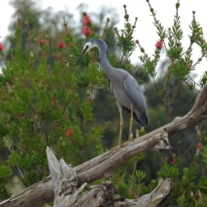 Egretta novaehollandiae at Fyshwick, ACT - 5 Apr 2019 01:25 PM