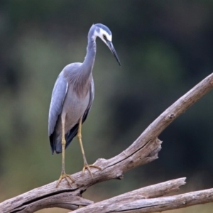 Egretta novaehollandiae at Fyshwick, ACT - 5 Apr 2019