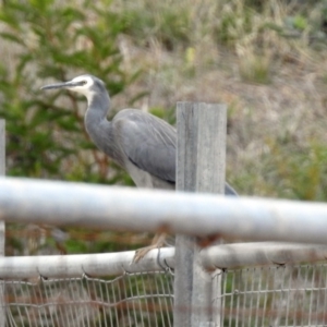 Egretta novaehollandiae at Fyshwick, ACT - 5 Apr 2019 01:25 PM