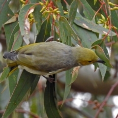 Ptilotula penicillata (White-plumed Honeyeater) at Fyshwick, ACT - 5 Apr 2019 by RodDeb