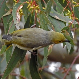 Ptilotula penicillata at Fyshwick, ACT - 5 Apr 2019