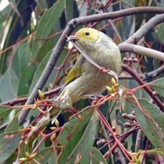 Ptilotula penicillata at Fyshwick, ACT - 5 Apr 2019