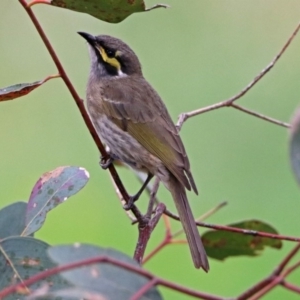 Caligavis chrysops at Fyshwick, ACT - 5 Apr 2019 12:57 PM