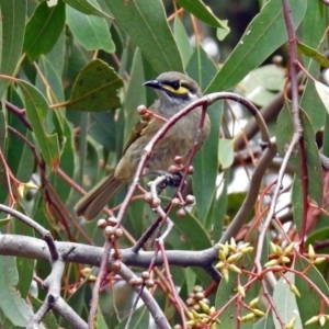 Caligavis chrysops at Fyshwick, ACT - 5 Apr 2019