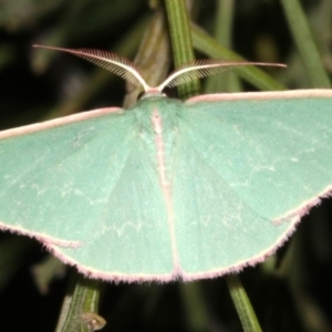 Chlorocoma (genus) at Ainslie, ACT - 5 Apr 2019