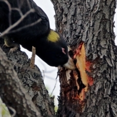 Zanda funerea (Yellow-tailed Black-Cockatoo) at Jerrabomberra Wetlands - 5 Apr 2019 by RodDeb