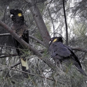 Zanda funerea at Fyshwick, ACT - 5 Apr 2019 02:55 PM