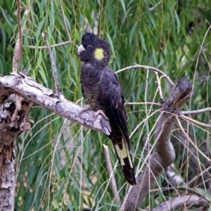 Zanda funerea at Fyshwick, ACT - 5 Apr 2019