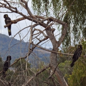 Zanda funerea at Fyshwick, ACT - 5 Apr 2019