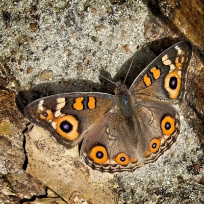 Junonia villida (Meadow Argus) at Banks, ACT - 2 Apr 2019 by UserfaKgHkxs