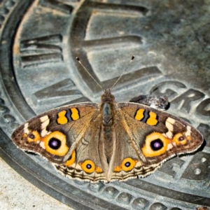 Junonia villida at Banks, ACT - 2 Apr 2019