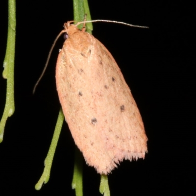 Garrha leucerythra (A concealer moth) at Mount Ainslie - 5 Apr 2019 by jb2602