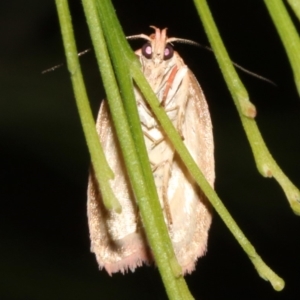 Garrha leucerythra at Ainslie, ACT - 5 Apr 2019