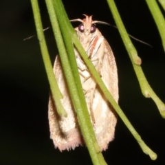 Garrha leucerythra at Ainslie, ACT - 5 Apr 2019