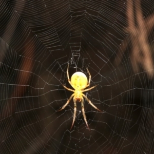 Araneidae (family) at Ainslie, ACT - 5 Apr 2019 09:00 PM