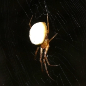 Araneidae (family) at Ainslie, ACT - 5 Apr 2019 09:00 PM