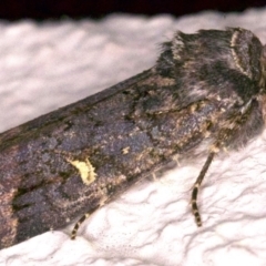 Proteuxoa bistrigula (An Owlet Moth) at Ainslie, ACT - 12 Apr 2018 by jb2602