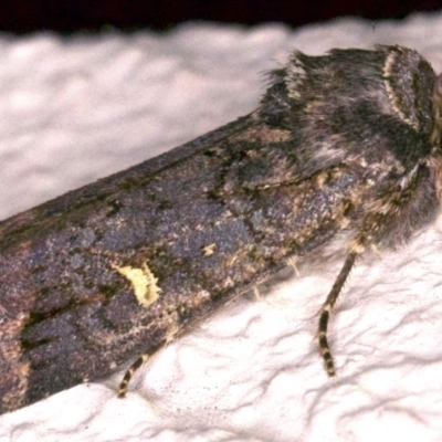 Proteuxoa bistrigula (An Owlet Moth) at Ainslie, ACT - 12 Apr 2018 by jbromilow50