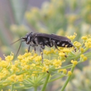 Sphecidae or Crabronidae (families) at Tharwa, ACT - 3 Feb 2019