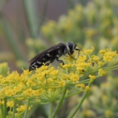 Sphecidae or Crabronidae (families) at Tharwa, ACT - 3 Feb 2019 07:31 PM