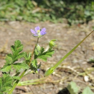 Erodium crinitum at Conder, ACT - 16 Sep 2015