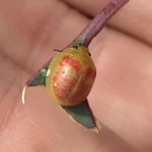 Paropsisterna fastidiosa at Bungendore, NSW - 6 Apr 2019 12:32 PM