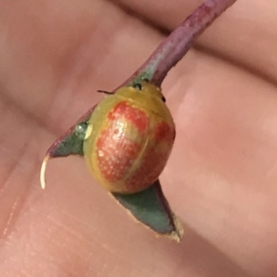 Paropsisterna fastidiosa (Eucalyptus leaf beetle) at QPRC LGA - 6 Apr 2019 by yellowboxwoodland