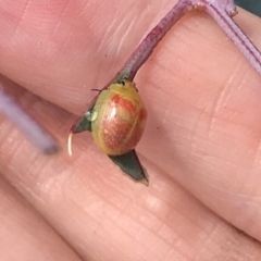 Paropsisterna fastidiosa at Bungendore, NSW - 6 Apr 2019 12:32 PM