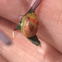 Paropsisterna fastidiosa at Bungendore, NSW - 6 Apr 2019 12:32 PM