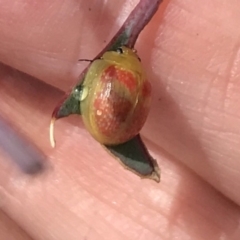 Paropsisterna fastidiosa at Bungendore, NSW - 6 Apr 2019